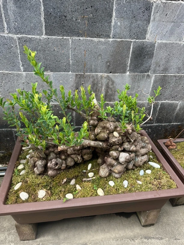 五翅梅（一物一拍 请勿私拍）