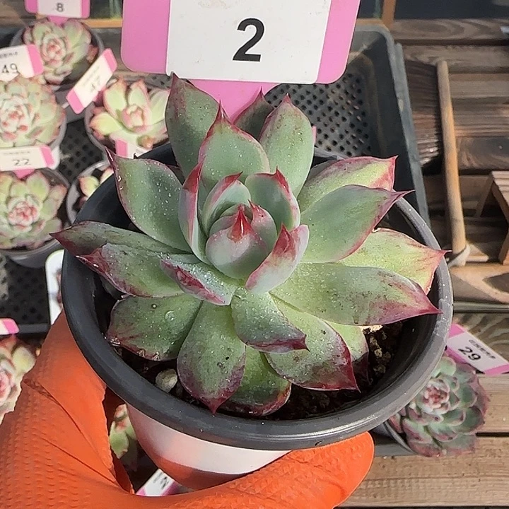 2 惊鸿仙子多肉植物