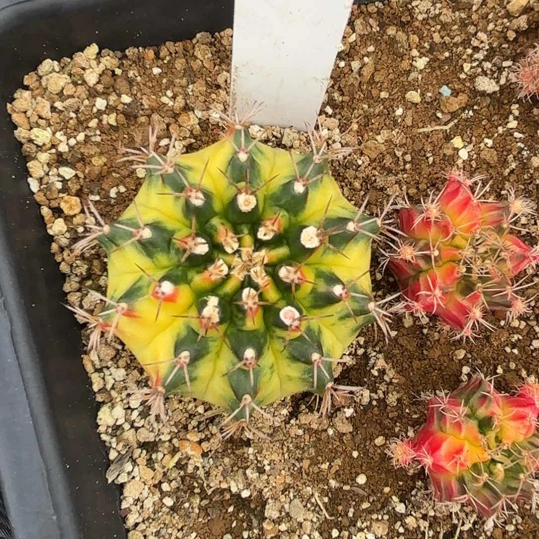 28-0702泰国发货多肉