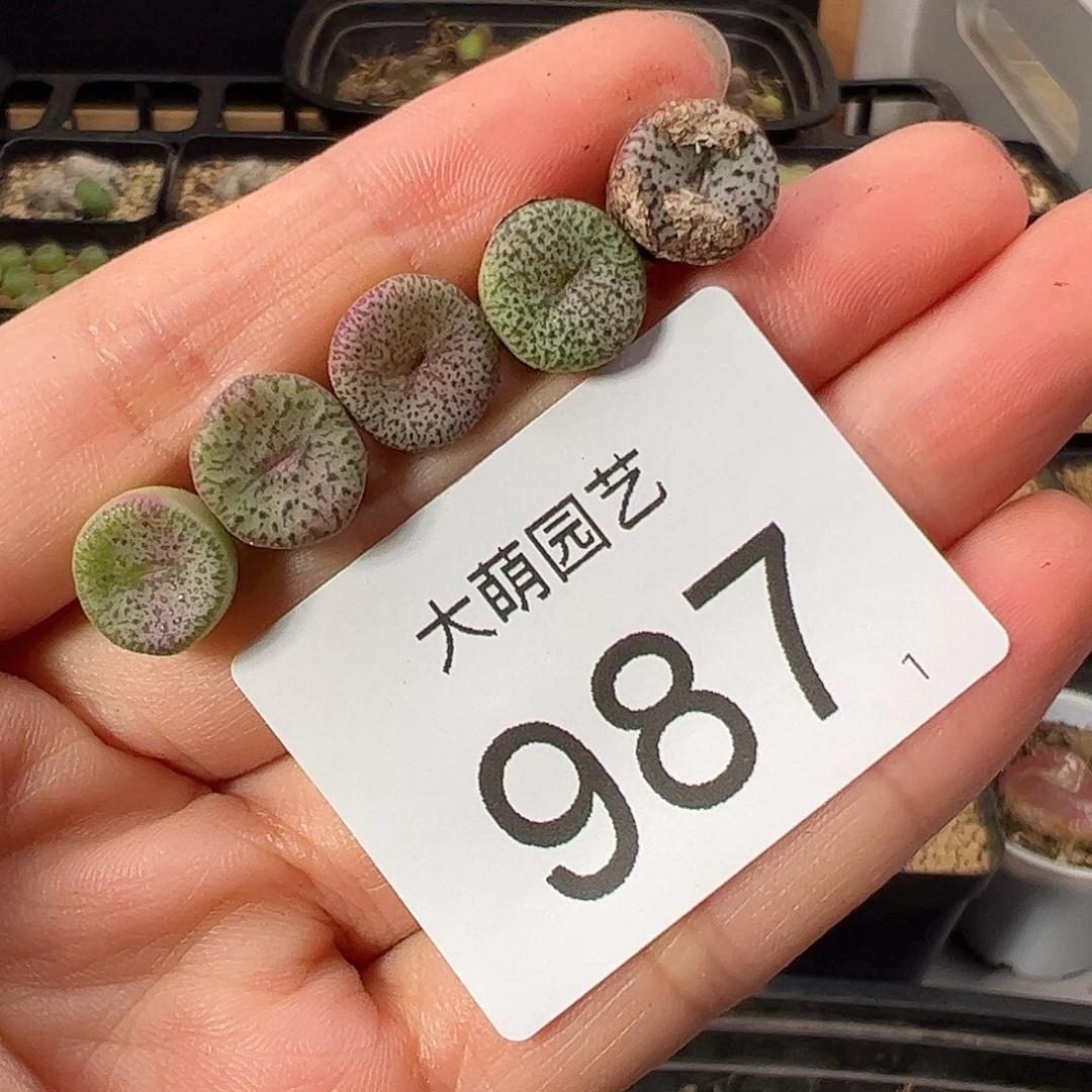 量拍紫密纹安贞5颗一组