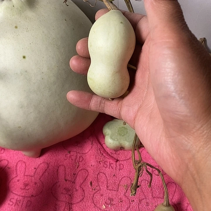 @***❀青皮葫芦手把件葫芦