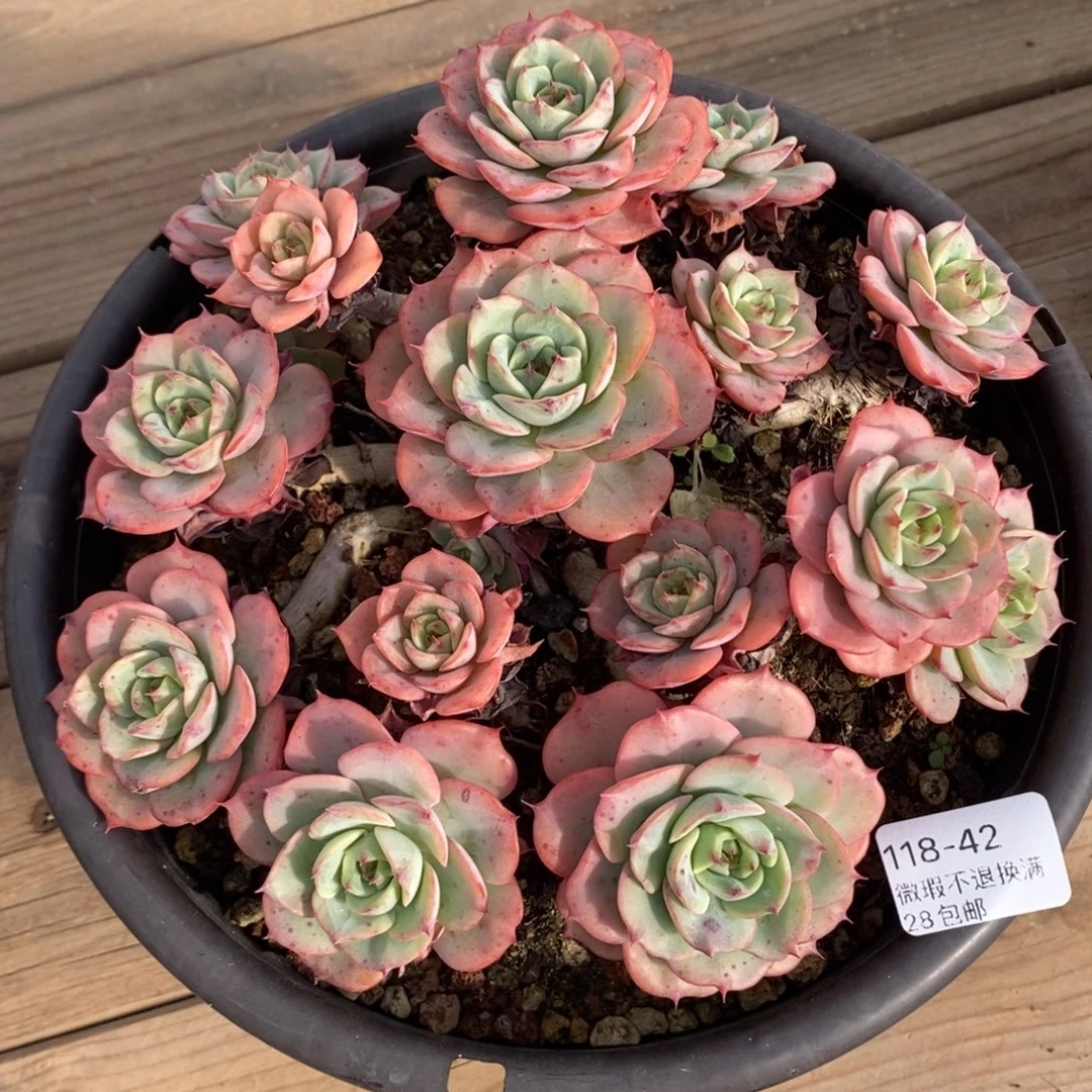 42号多肉大群漂亮
