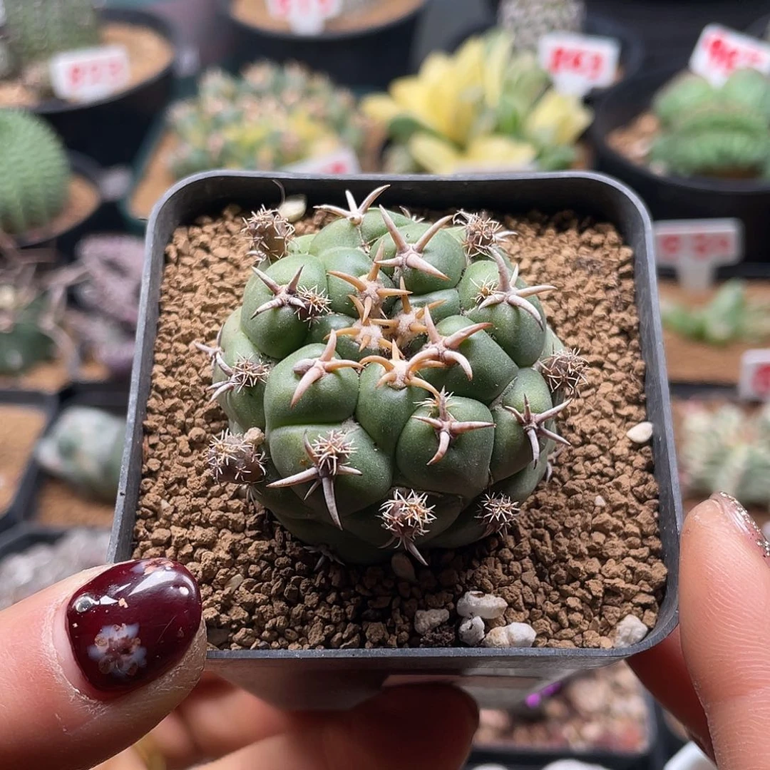 大尤短豪刺獠牙仙人球