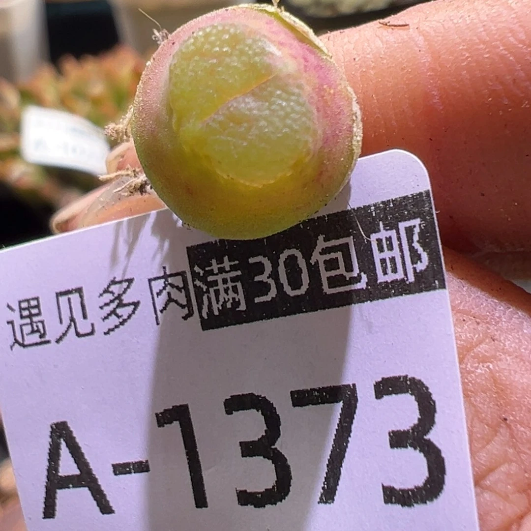 多肉植物11111111111111111