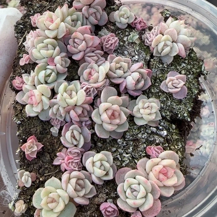 56号王者系列种播一盒量拍保底15颗