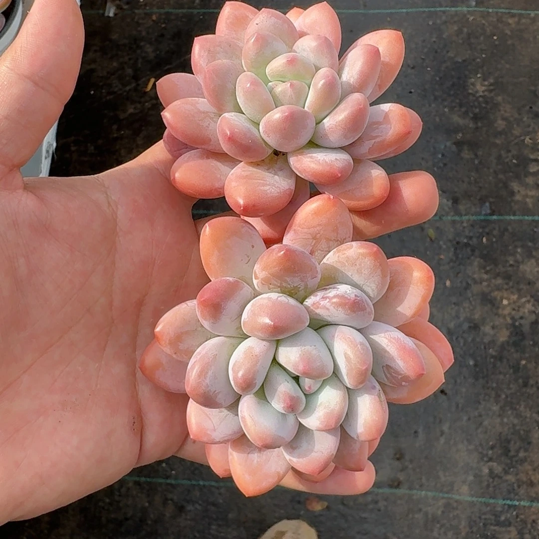 香水 单头 2颗 一物一拍