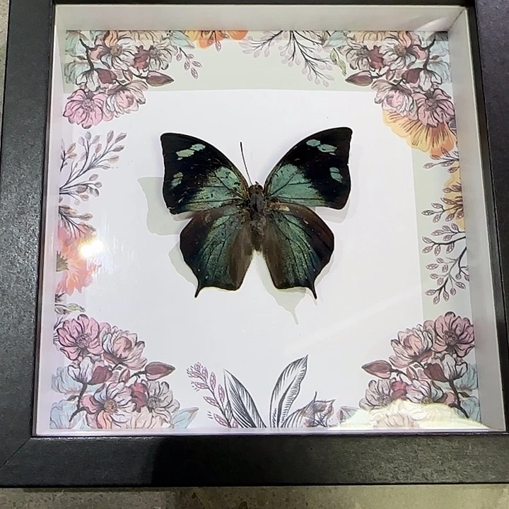 可****一物一拍尖蛱蝶瑕疵