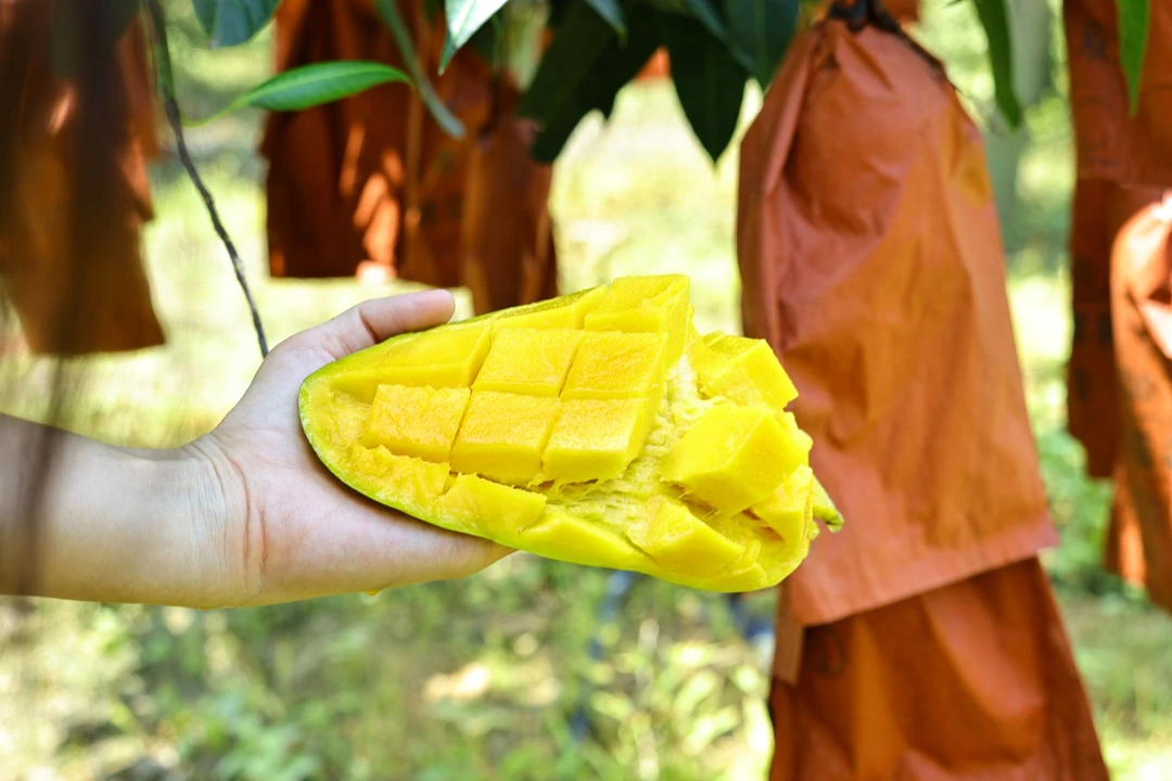 【单果品尝款】金煌芒新鲜芒果 产地直发 广东省内包邮 清甜