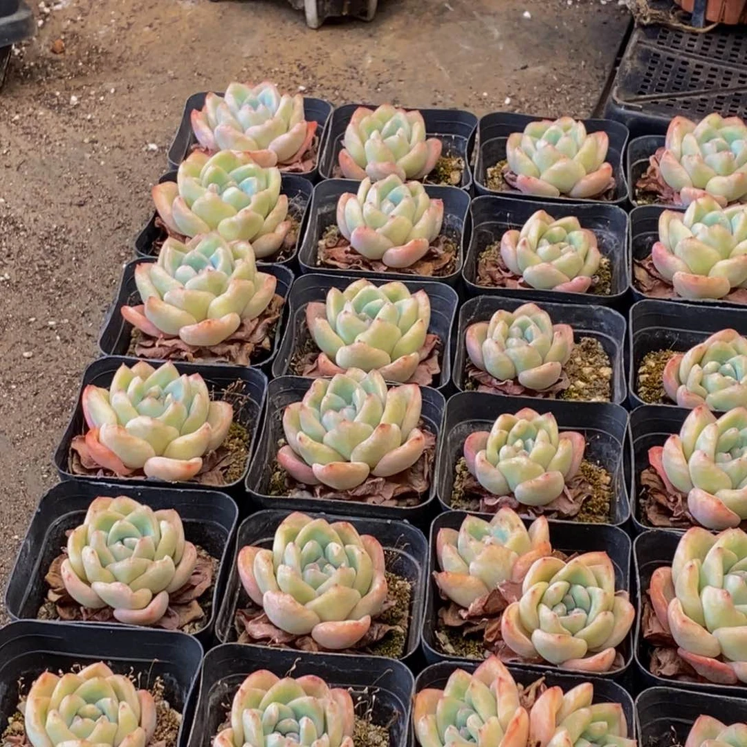 818的人在一起的时候就这样q