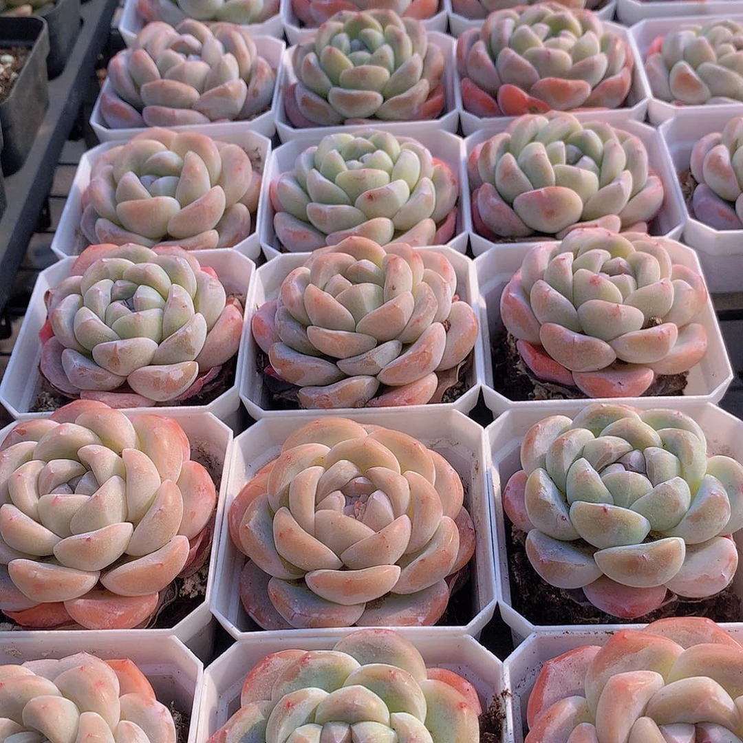 冰玉245677899990000