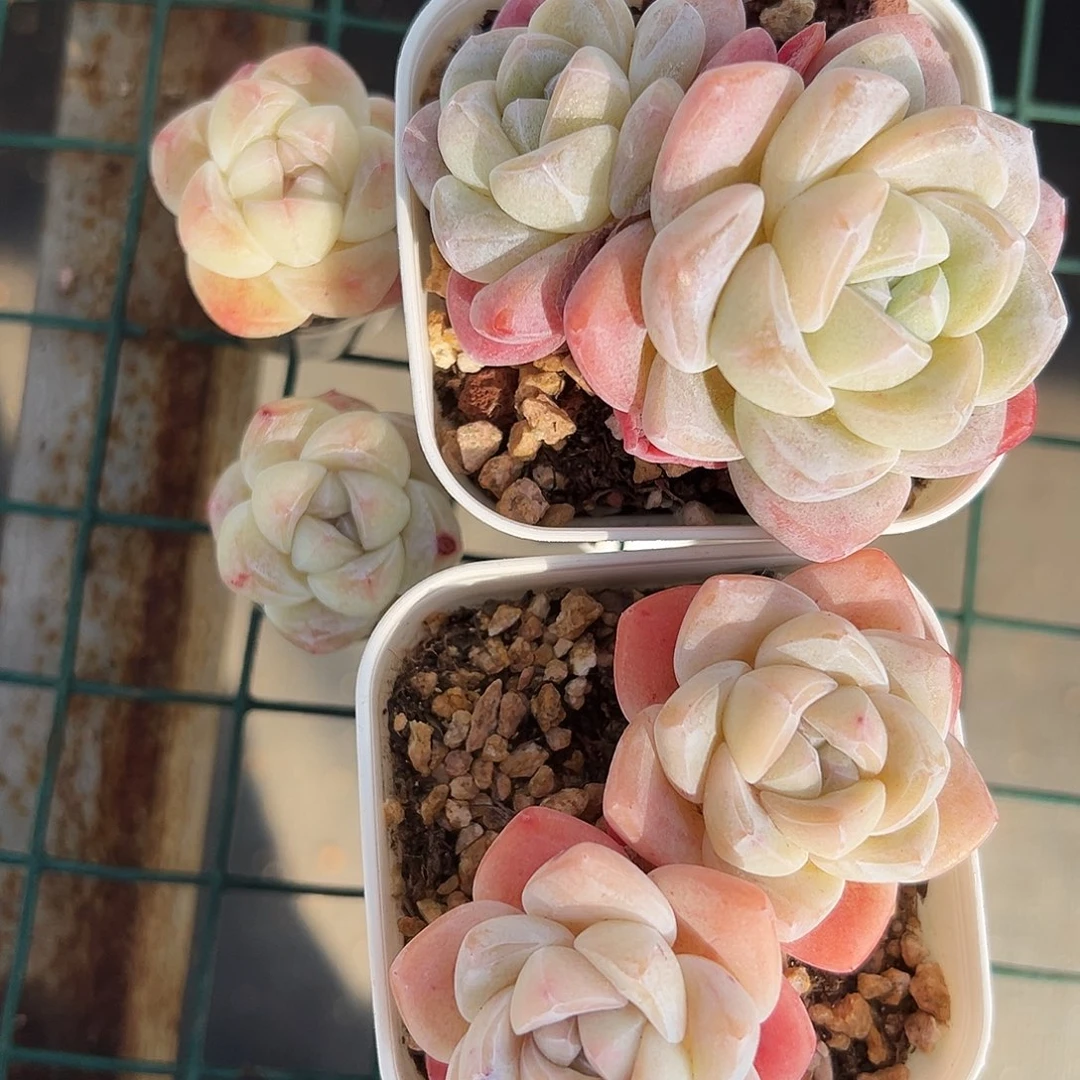 想**糖糖糖专拍多肉冰玉4颗，