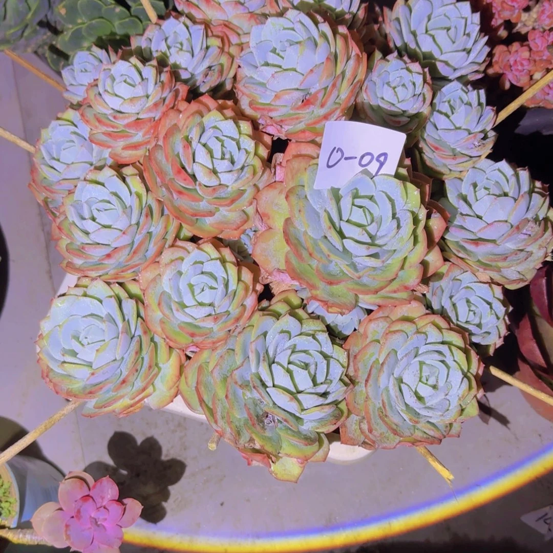 0-09领取多肉植物的