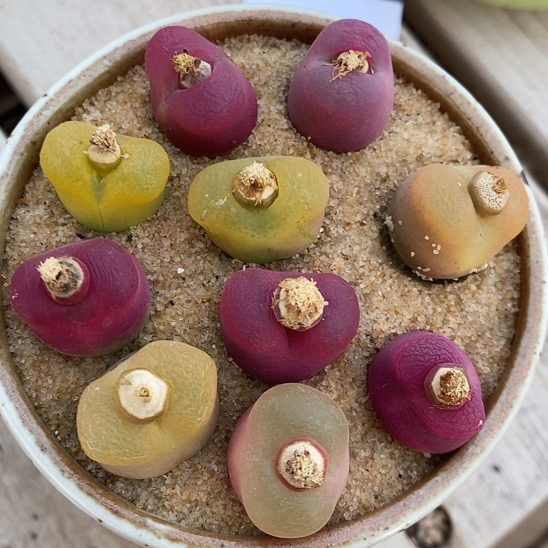 27301.    一组蟠桃。