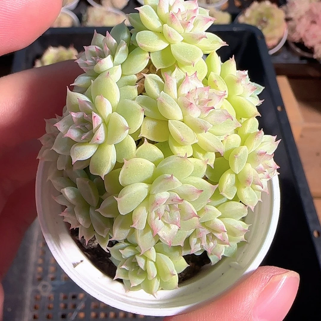 多肉1124-144麦秆群