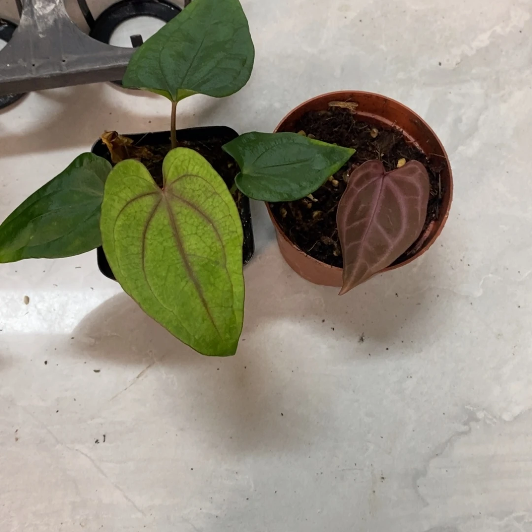 不开花植物5616 鸡杂+紫水晶籽播