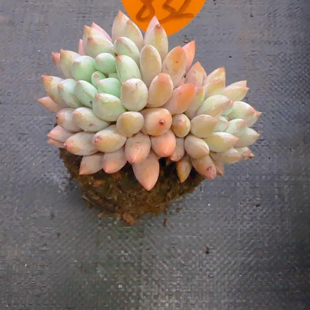 木**舟832多肉植物一物一拍