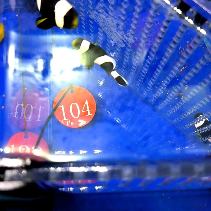 黑豹小丑4+2条3-28-104