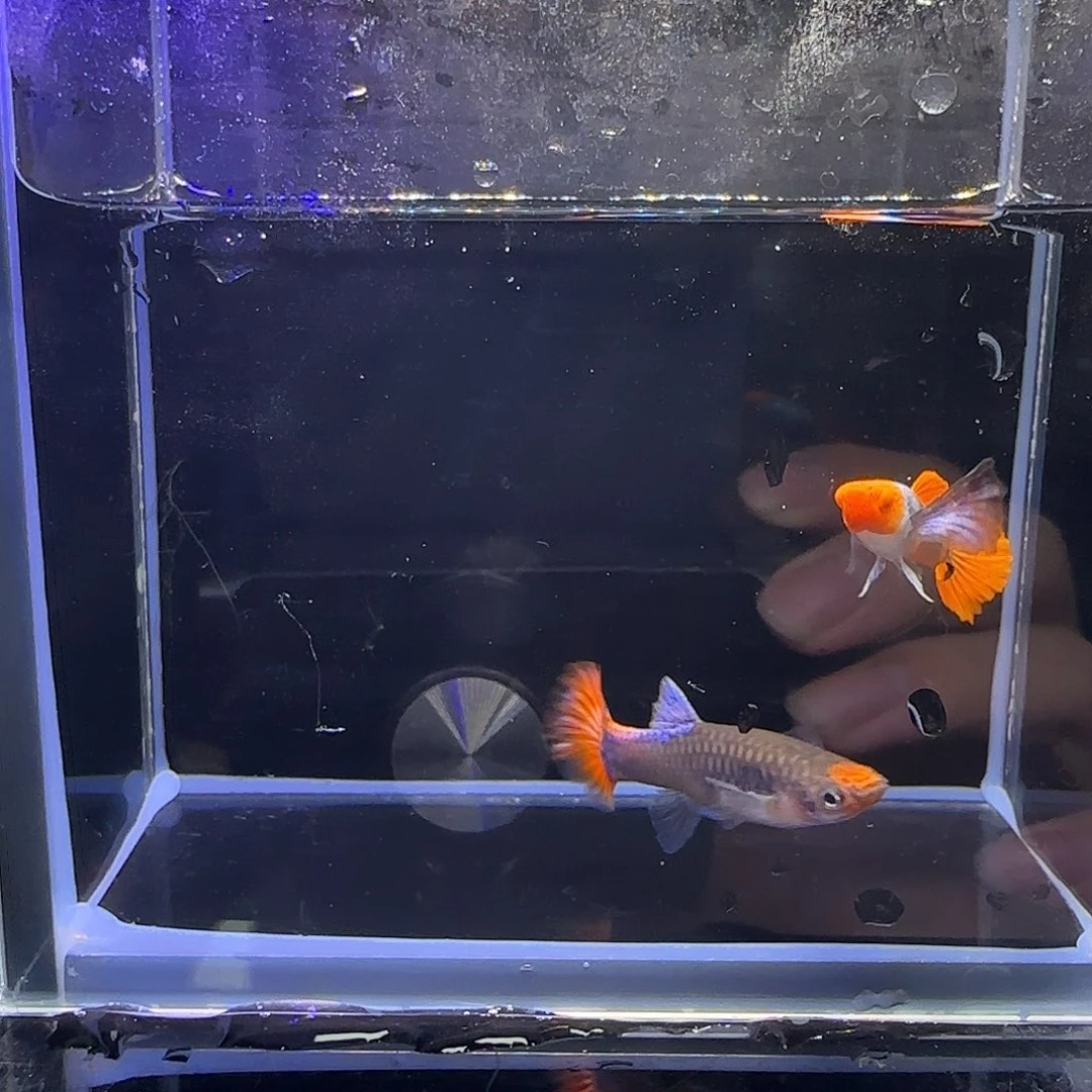 孔雀鱼红头白金象耳