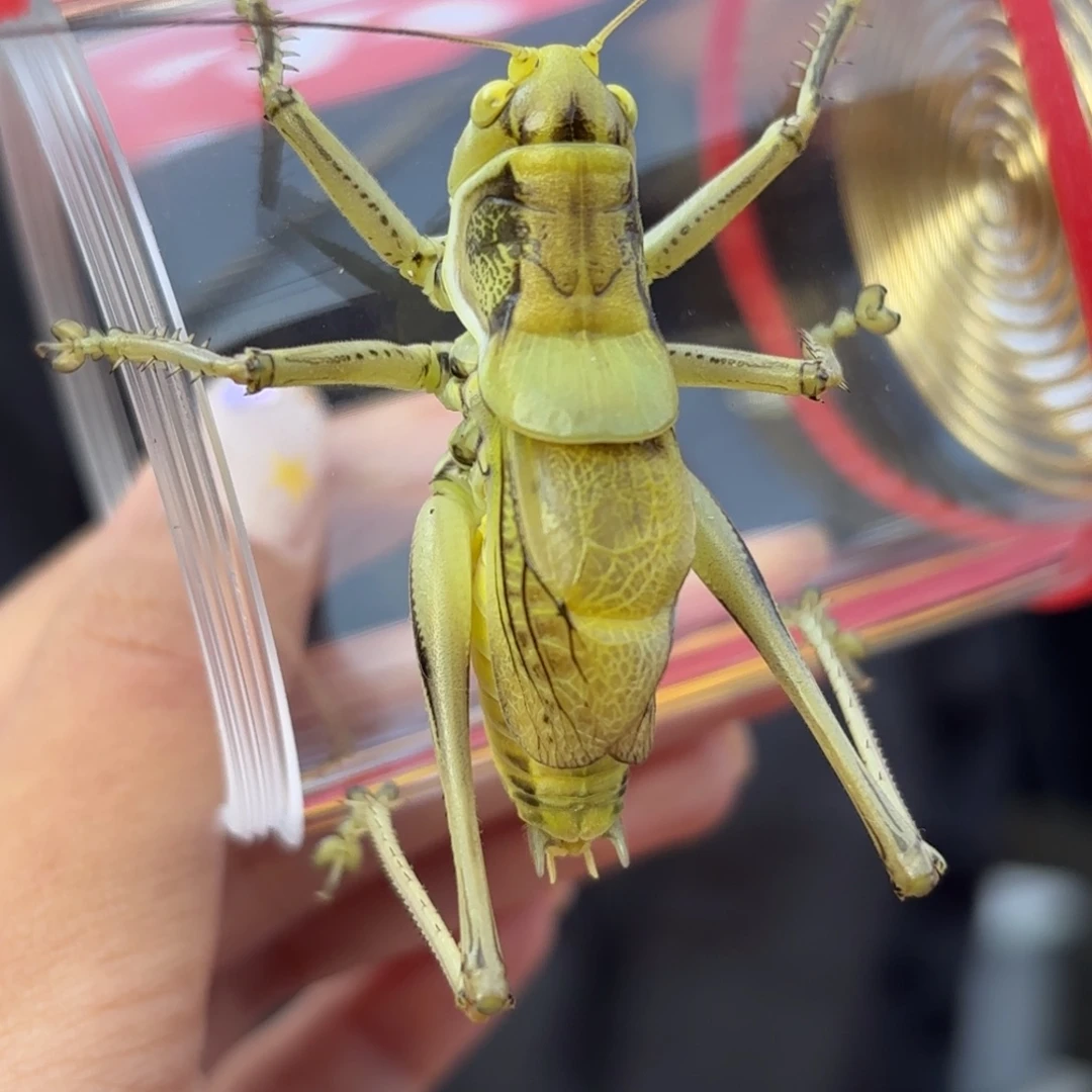 用***2蝈蝈蝈蝈福福价格