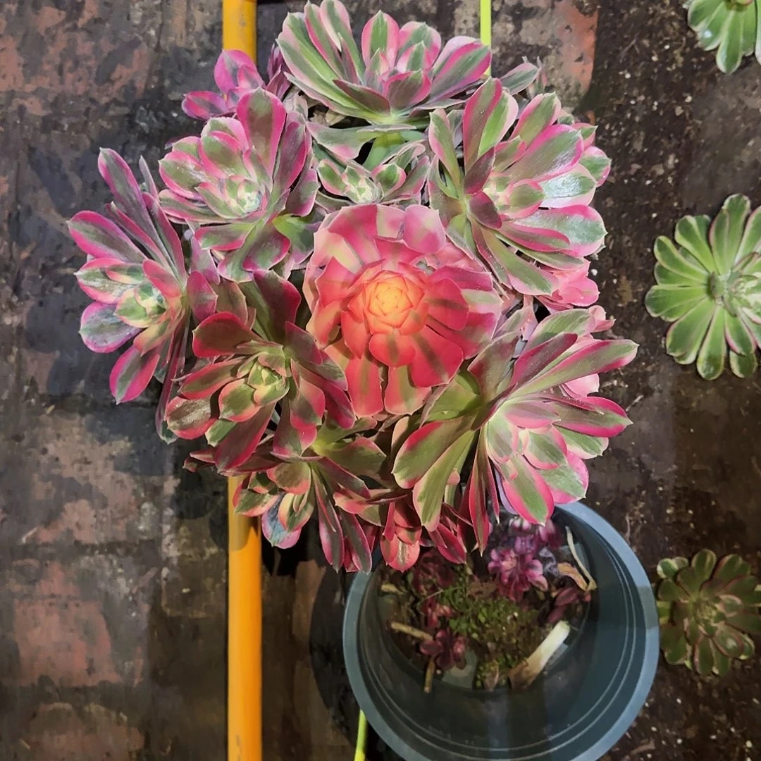 多肉植物粉女郎006