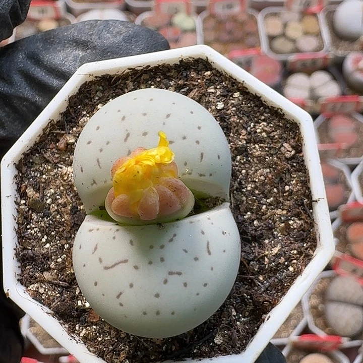 生石花3:：：：。   586号