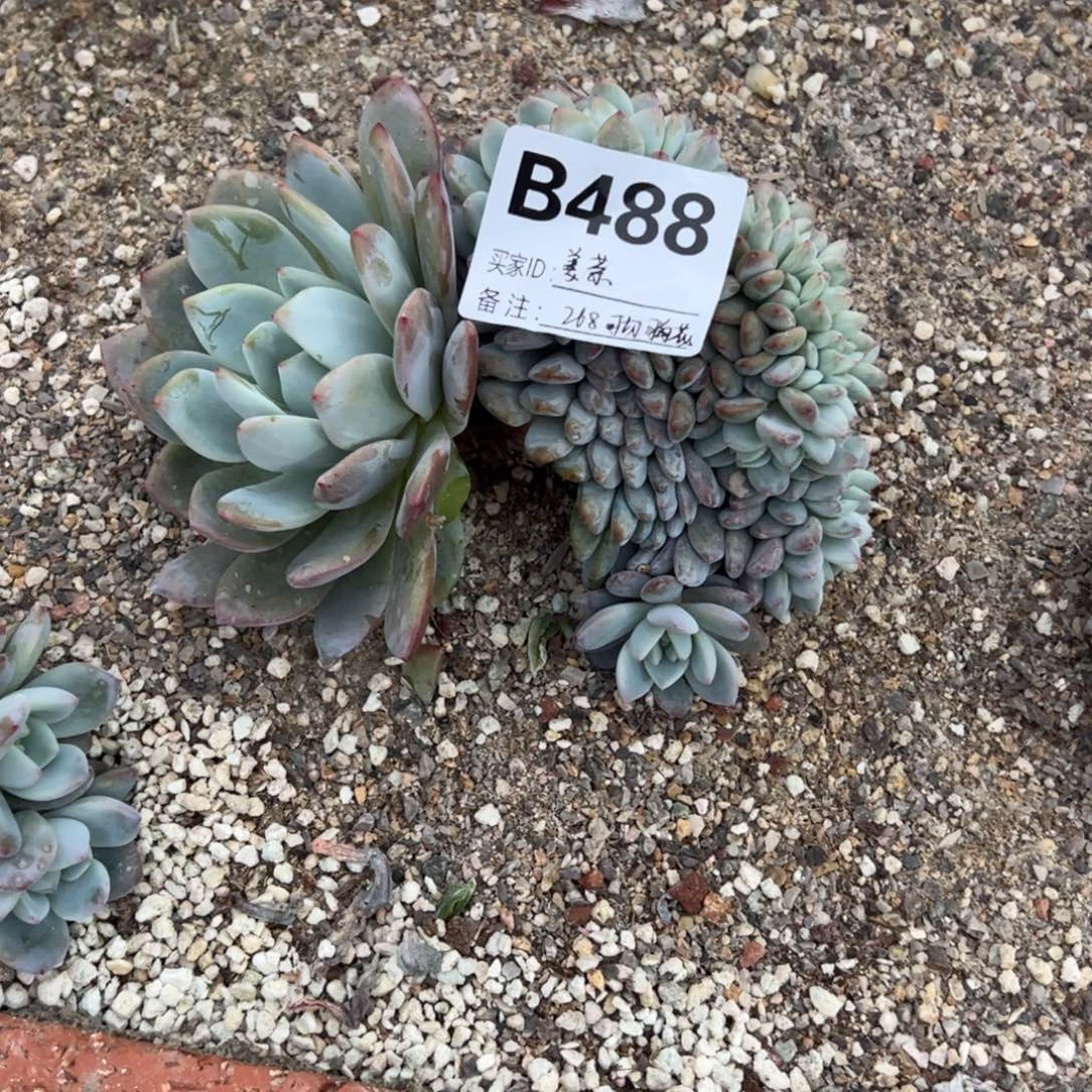 *****b488的人多肉多肉可切龙头