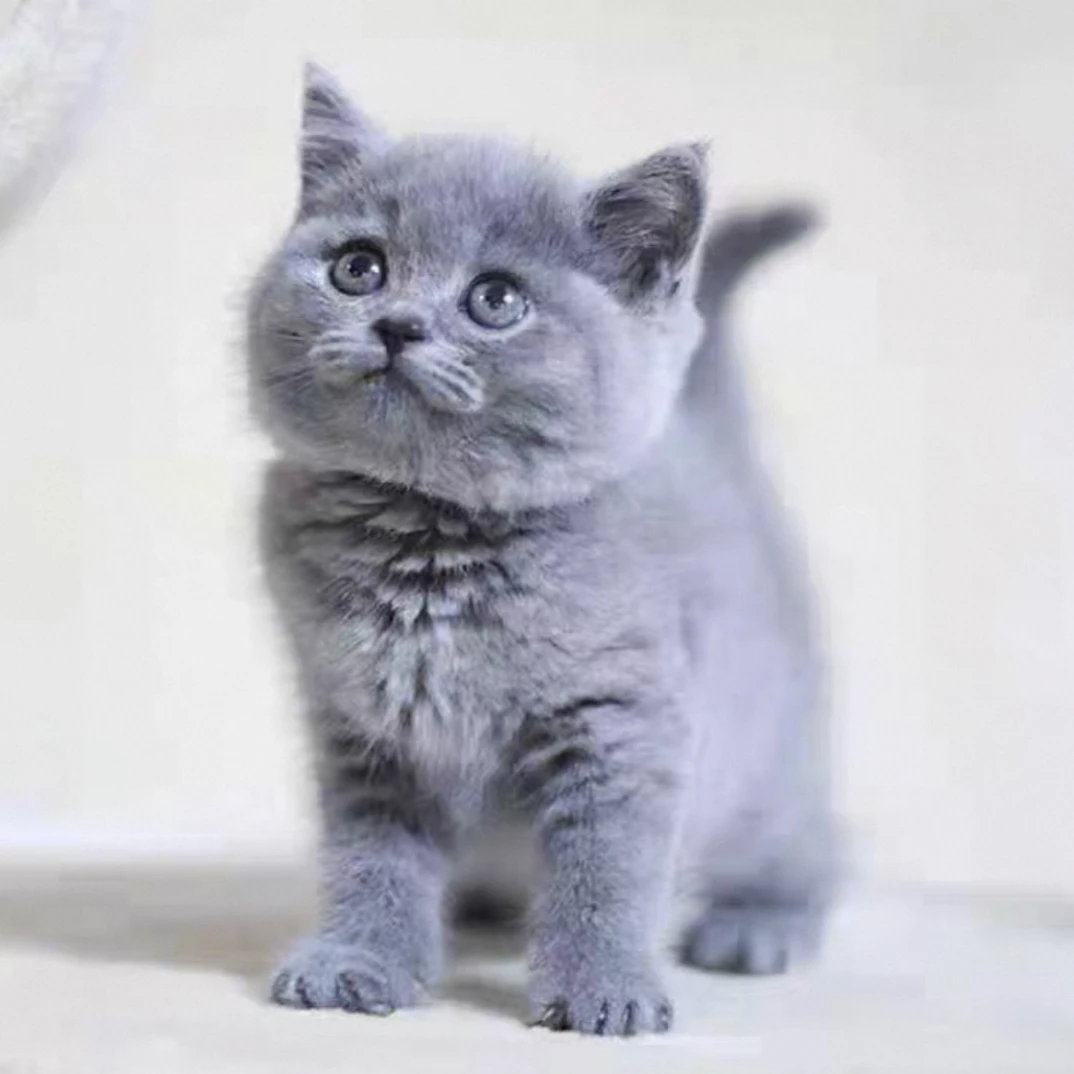 中华田园猫活体宠物猫混血猫田园猫幼崽橘猫狸猫黑白猫奶牛猫包邮