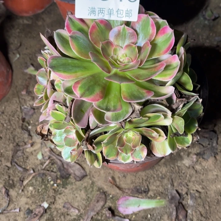荔枝的的的多肉的人0346