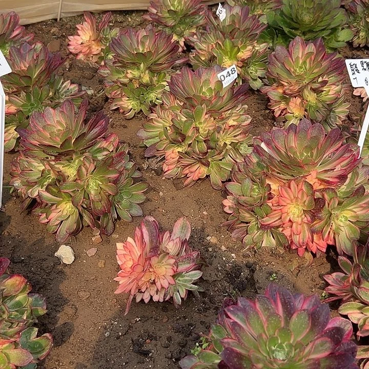 3.9-48黑膜锦多肉植物3