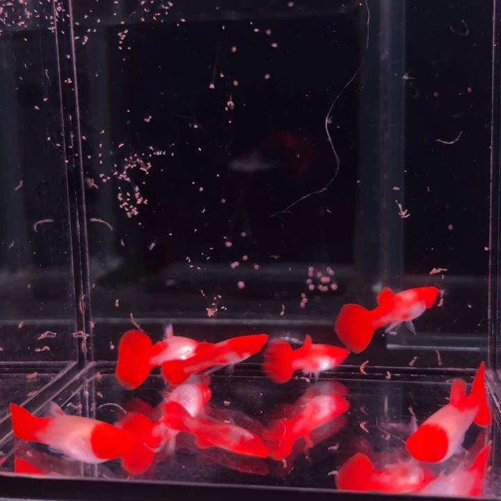 孔雀鱼鸿运当头压成3对