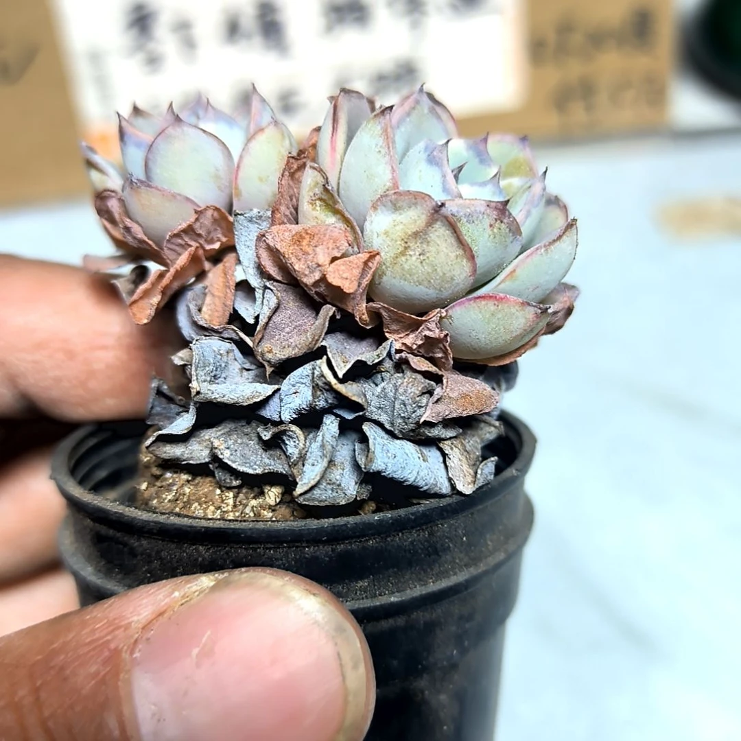 满6元包邮，黄桃老庄2/4头