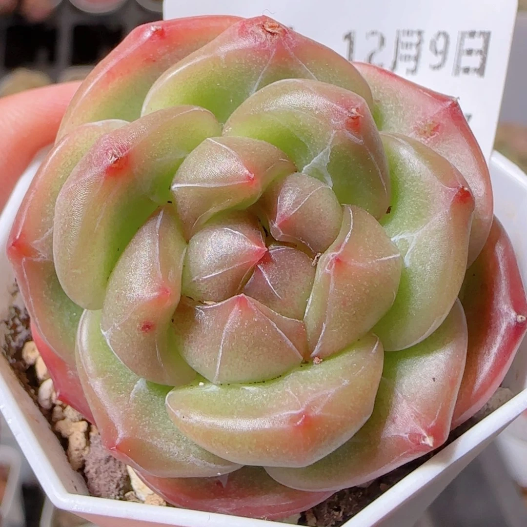 花语多肉1209-296