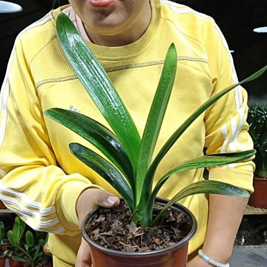 默***默无花朵默默    3 9  黄花