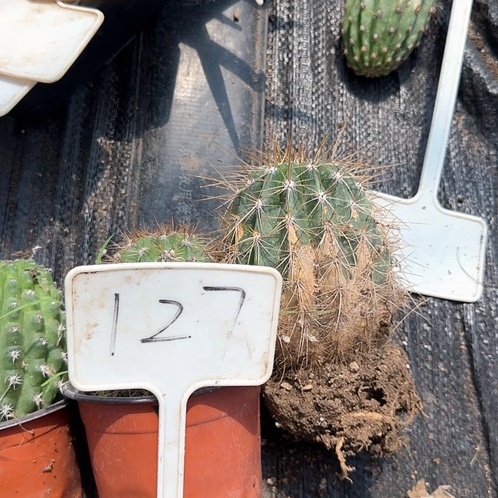 乐***瓷127号毛花柱瑕疵球25的