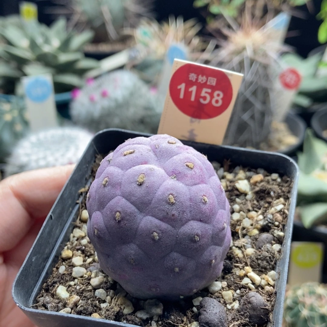 自根刚出根无刺习志野4cm