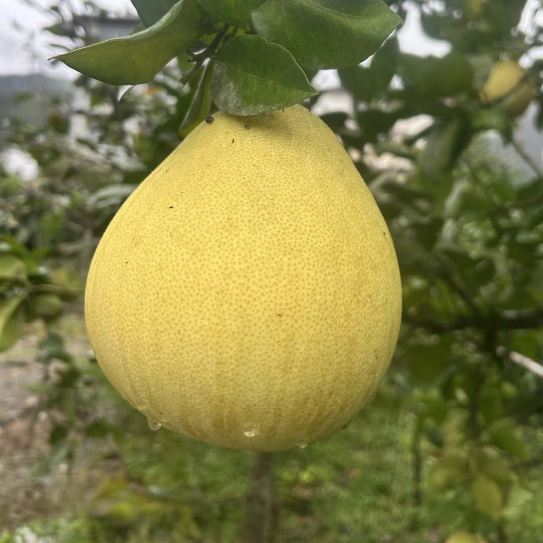 【产地直发】正宗湖北恩施宣恩高罗白柚  恩施特产脆甜多汁应季水果