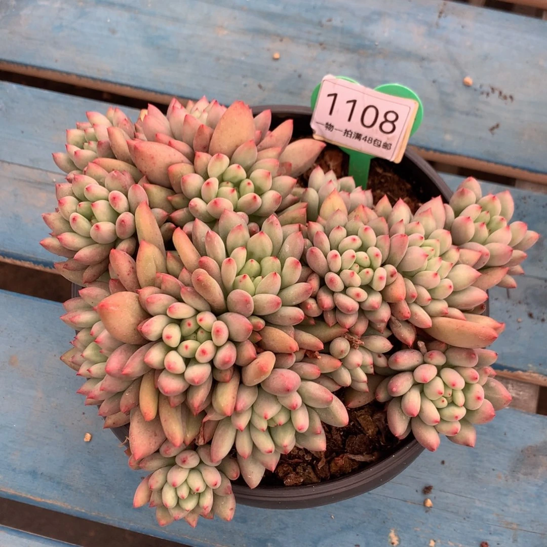 黄体岩字无砍平头1108