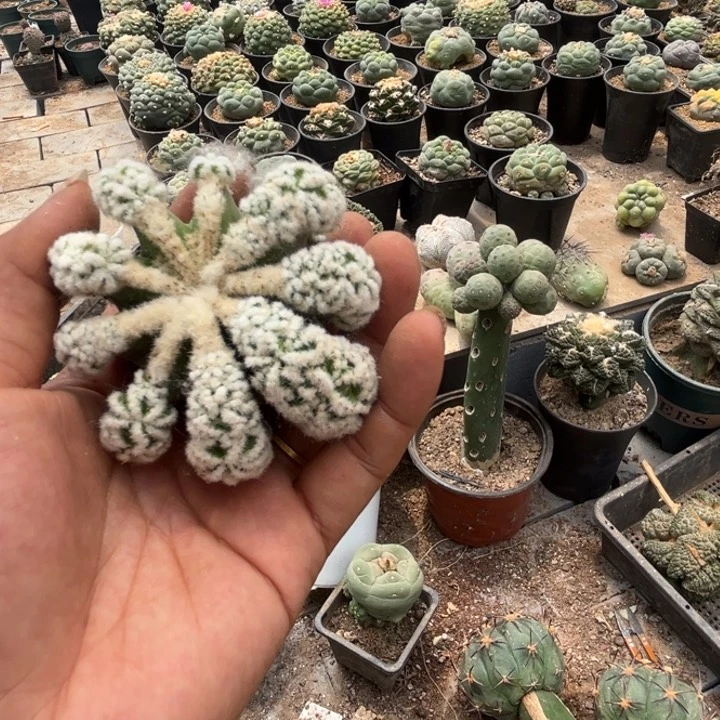 辛顿花龙三角嫁接949