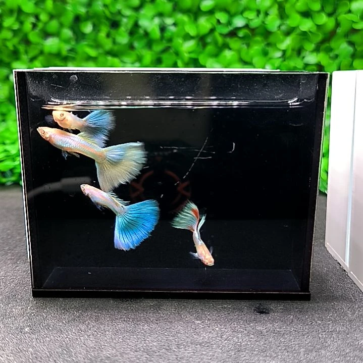 孔雀鱼极光幻彩四公四母带胎代孕。