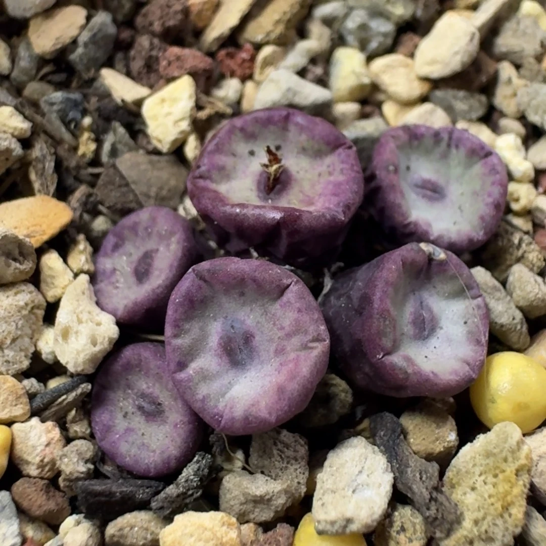 787 0094小红嘴。