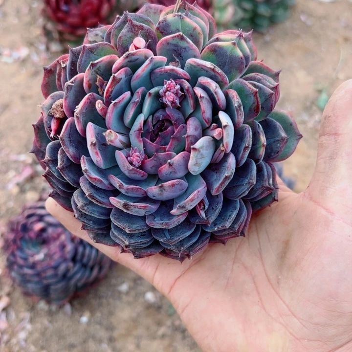 精品多肉植物老桩