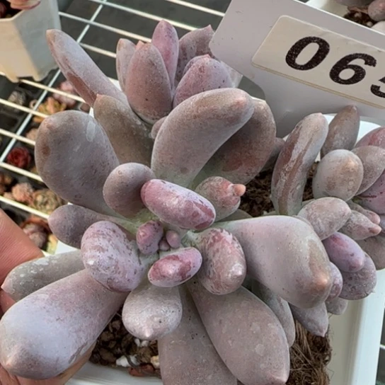 65奶酪一物一拍多肉