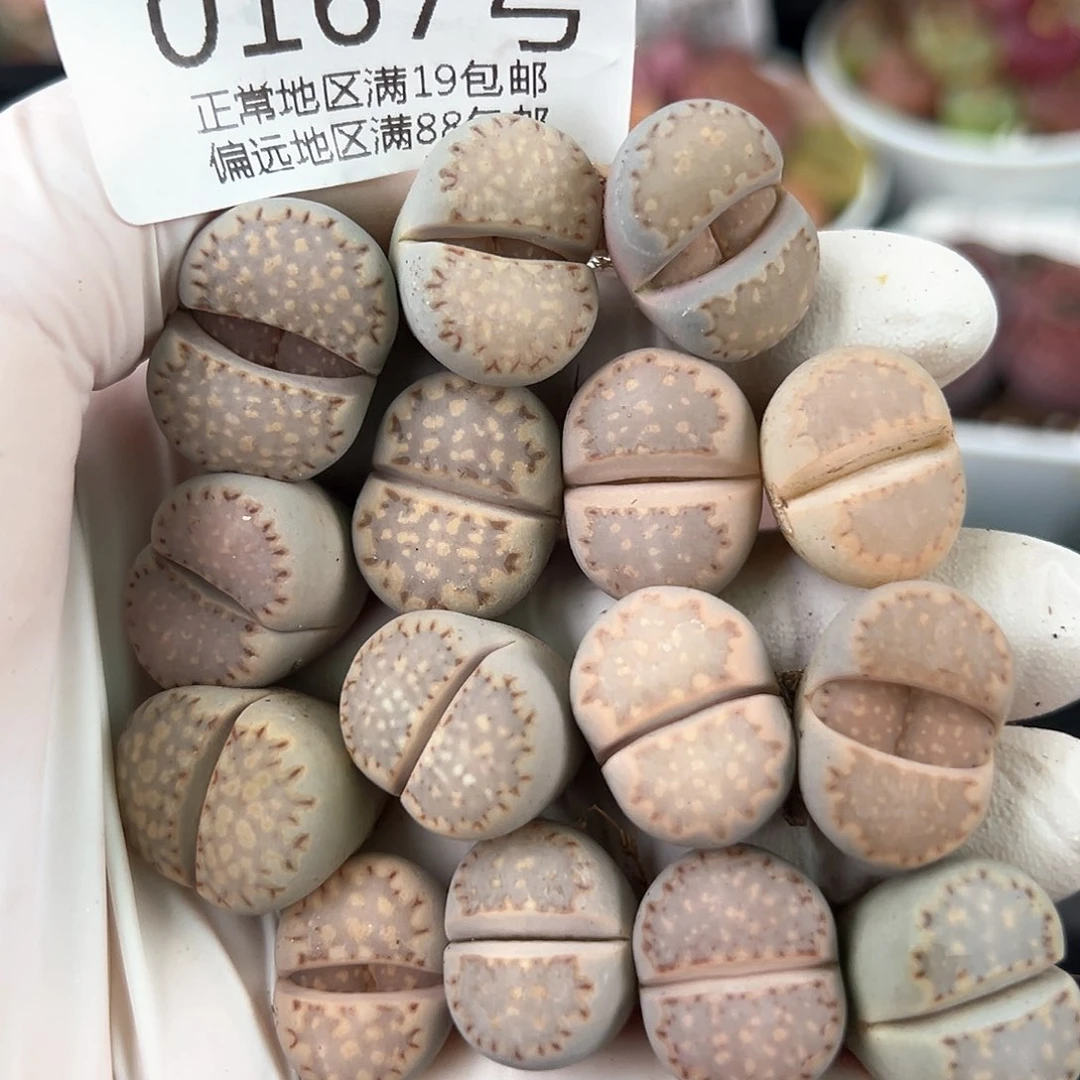 0167四年饼干15颗1.5cm左右