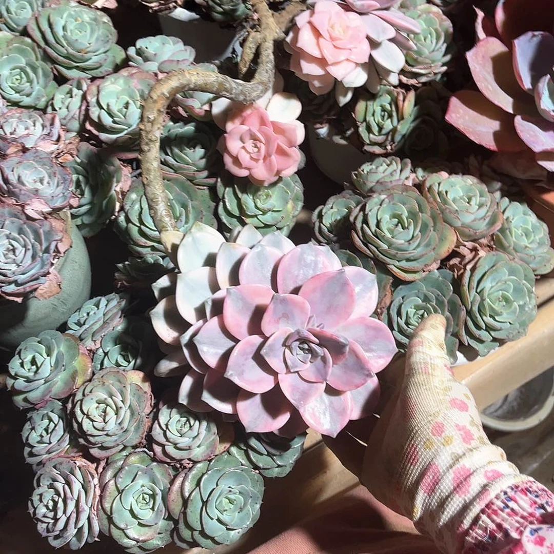 好*友多肉植物紫乐景48