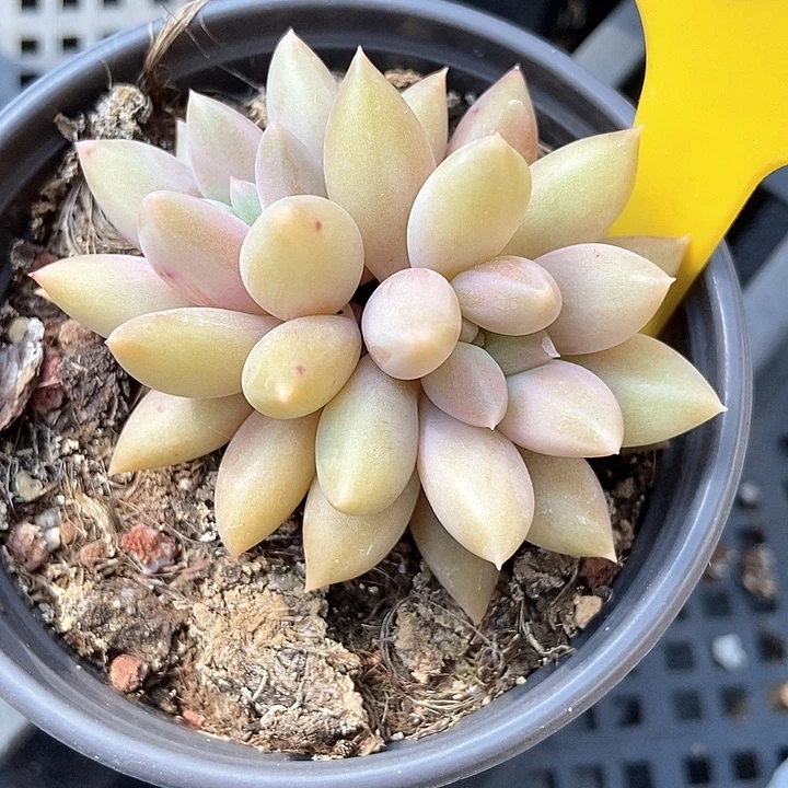 多肉植物水晶球950