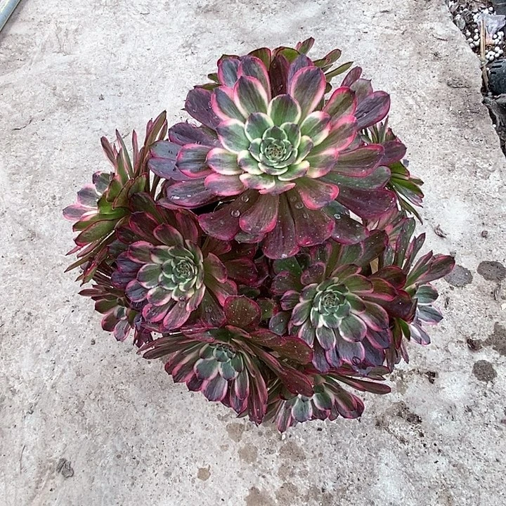 红金刚老桩裸根法棍