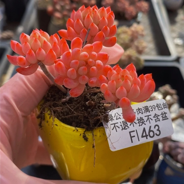 烟花5cm463多肉植物