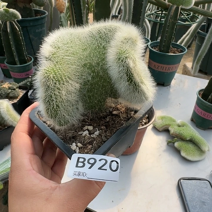 弧*落地生根九尾狐缀化920