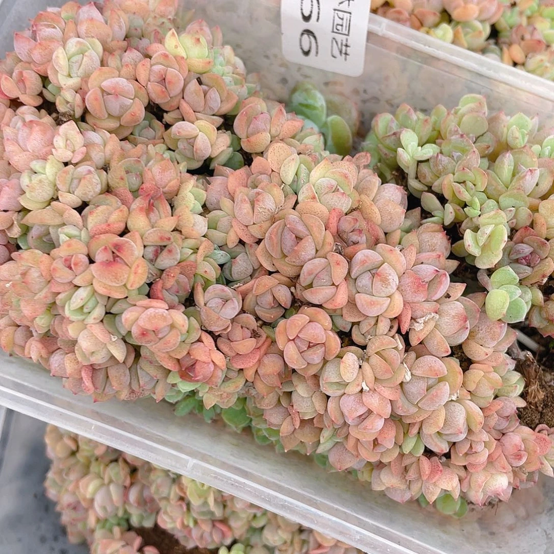 小***妈多肉植物多肉植物266