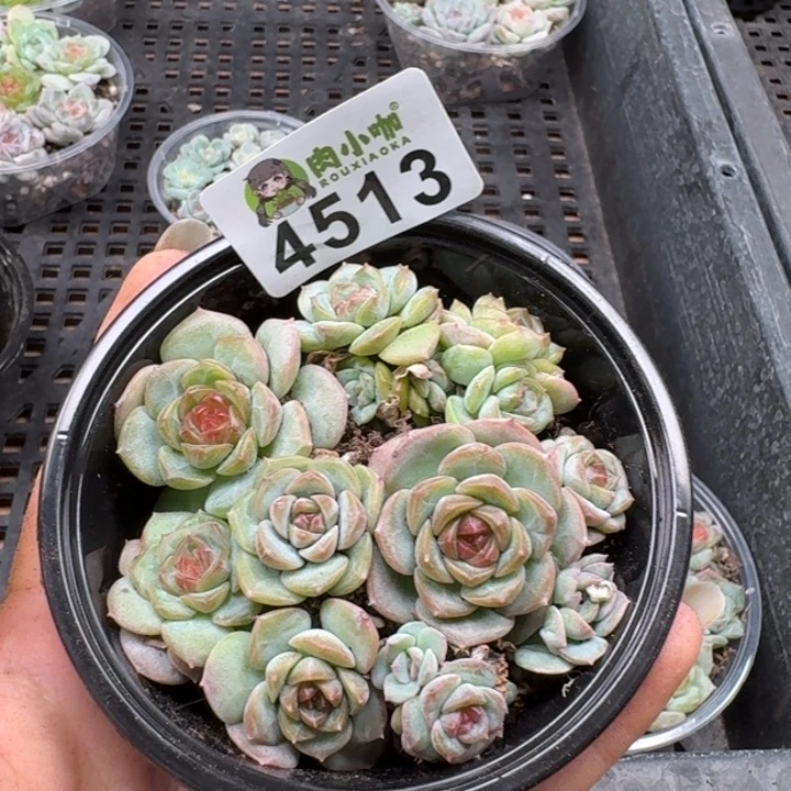 多肉植物多肉植物